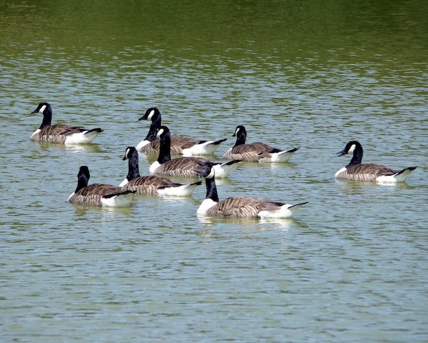 Canada goose